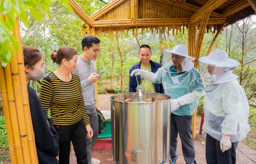 Tìm hiểu quy trình nuôi ong lấy mật